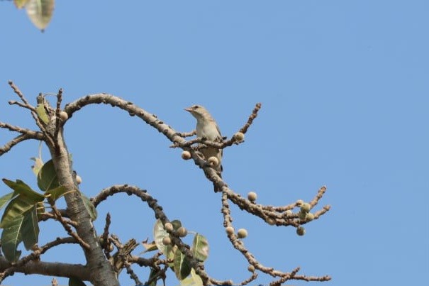 Yellow-throated Sparrow - ML623744138