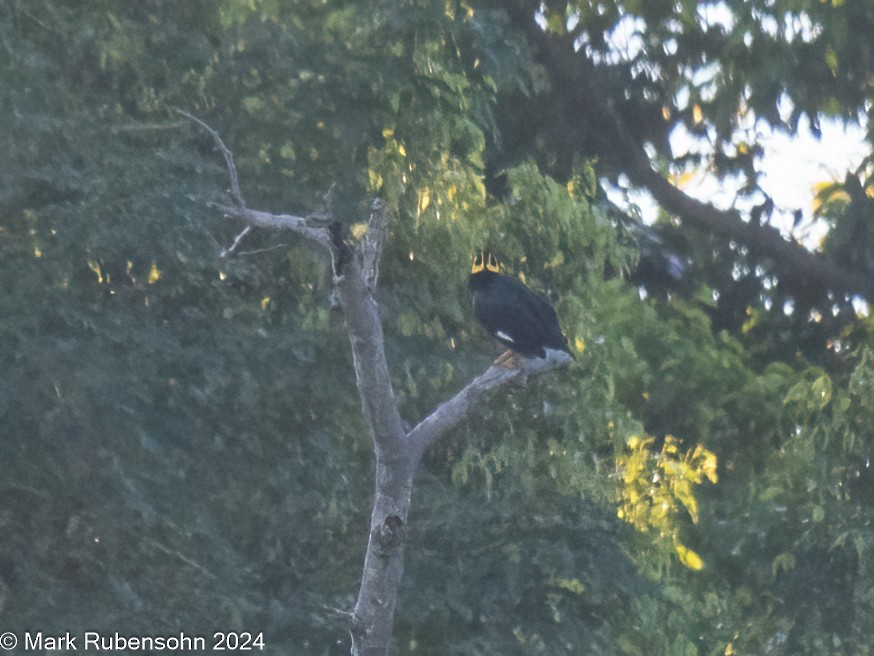 Tenggara Hill Myna - ML623744143