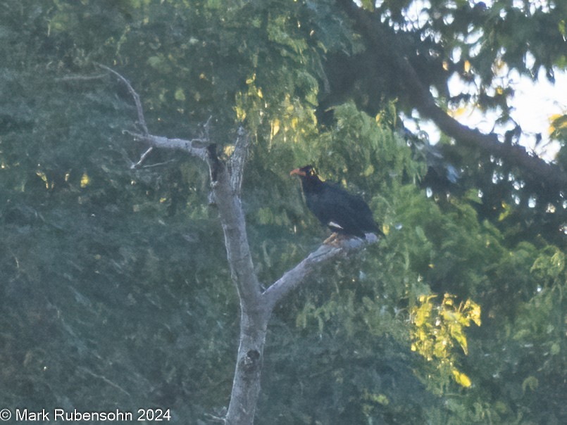 Tenggara Hill Myna - ML623744145
