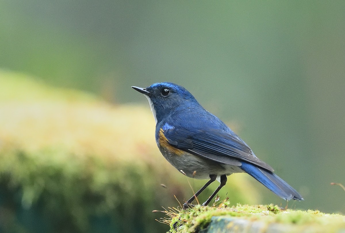 Himalayan Bluetail - ML623744195