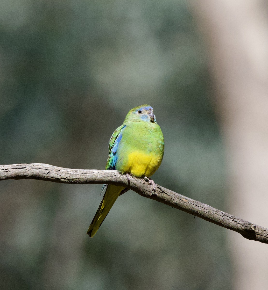 Turquoise Parrot - ML623744204