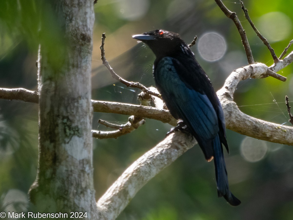 Wallacean Drongo (Flores) - ML623744207