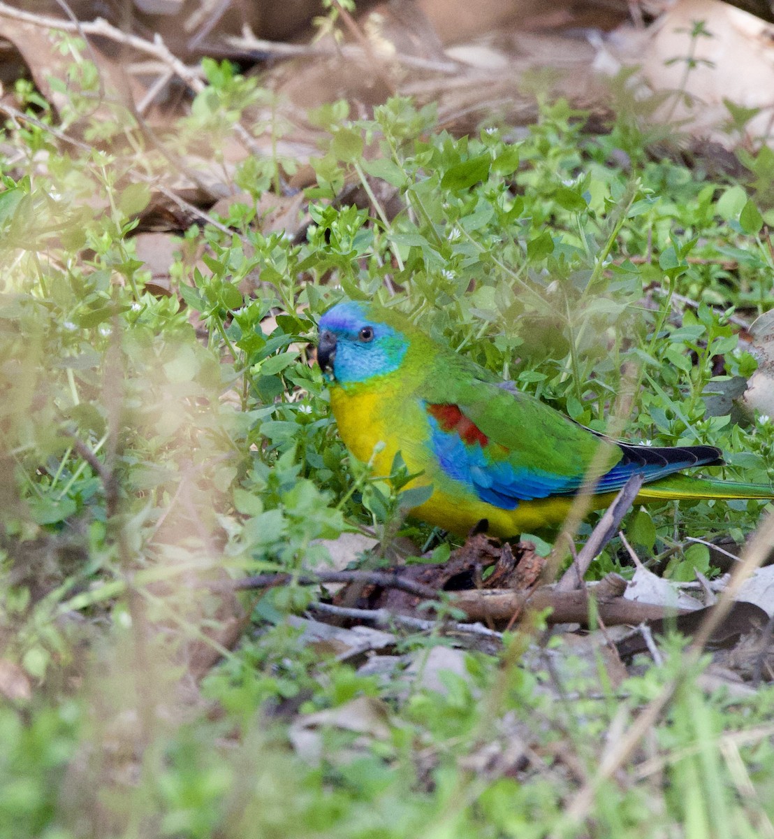 Turquoise Parrot - ML623744216