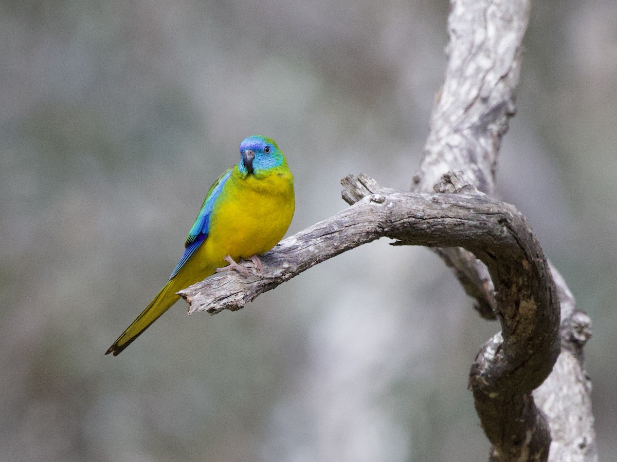 Turquoise Parrot - Catherine Kirby