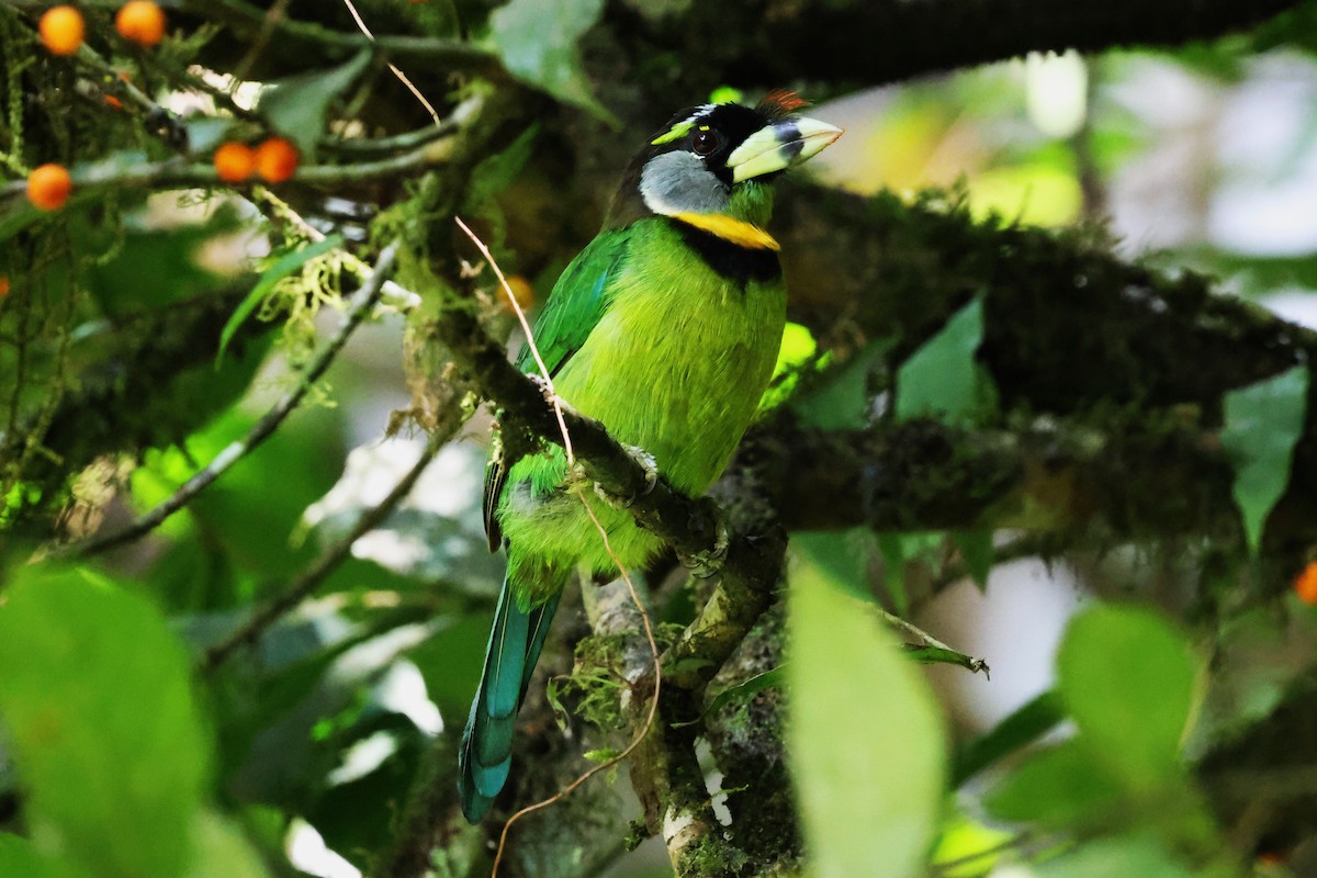 Fire-tufted Barbet - Mei-Luan Wang