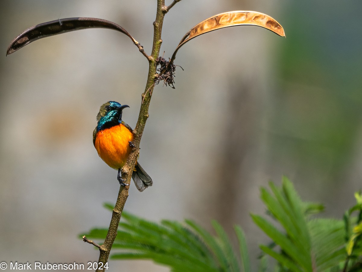 Flame-breasted Sunbird - Mark Rubensohn