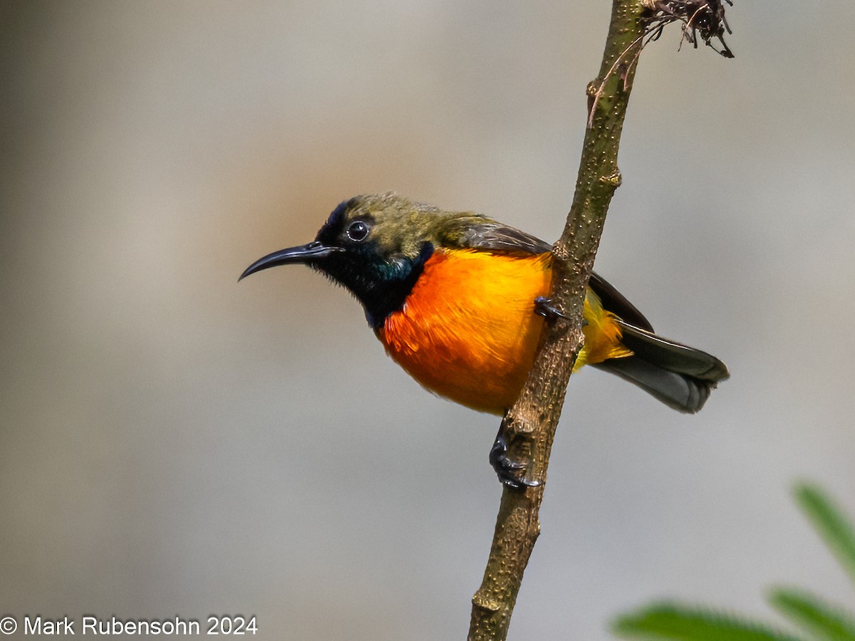 Flame-breasted Sunbird - ML623744251