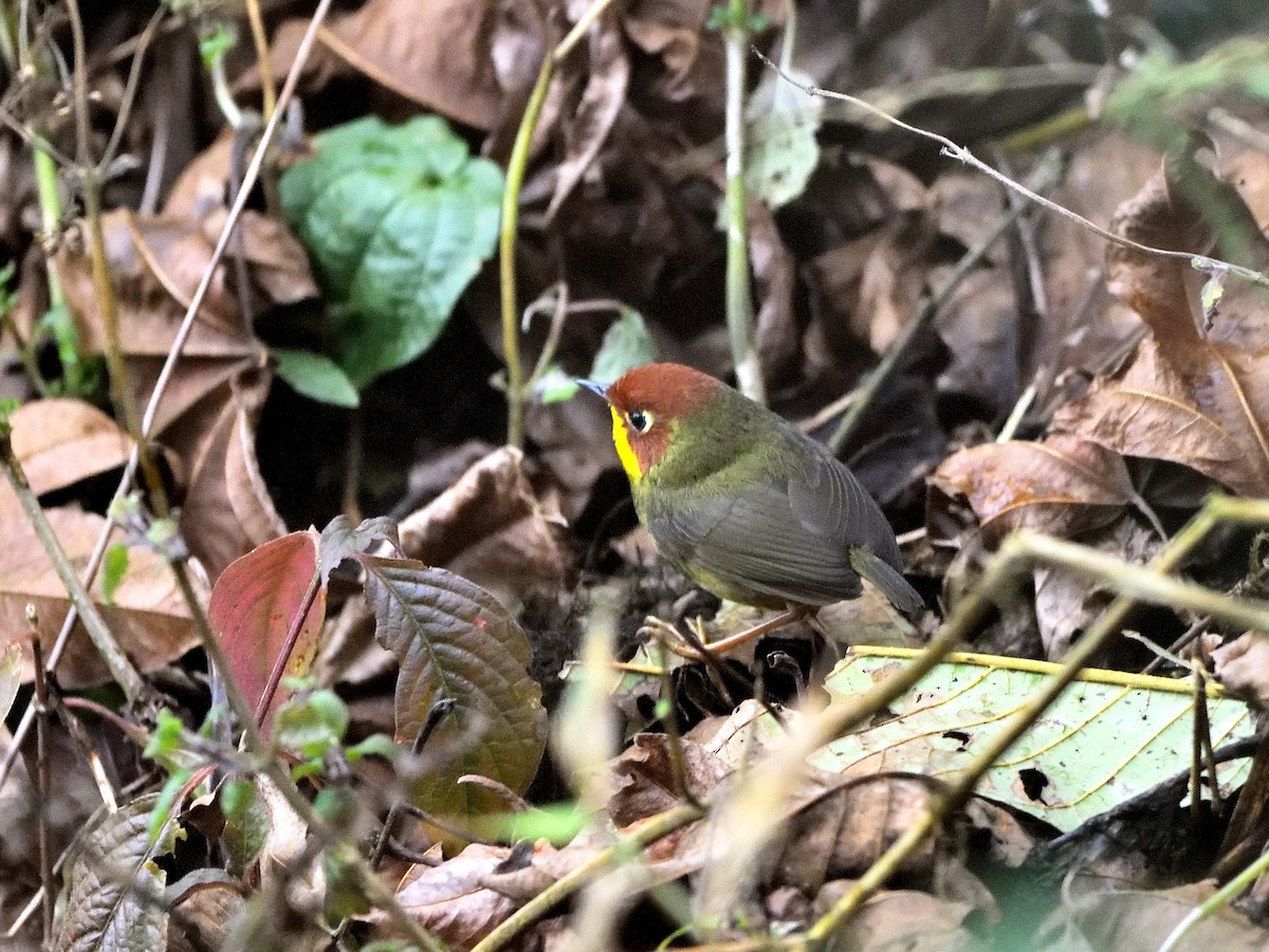 Chestnut-headed Tesia - Bhaskar Mandal