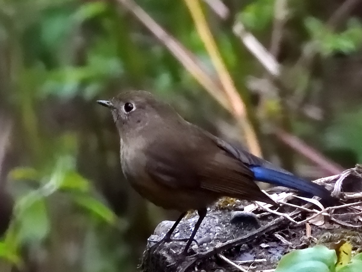 Himalayan Bluetail - ML623744271