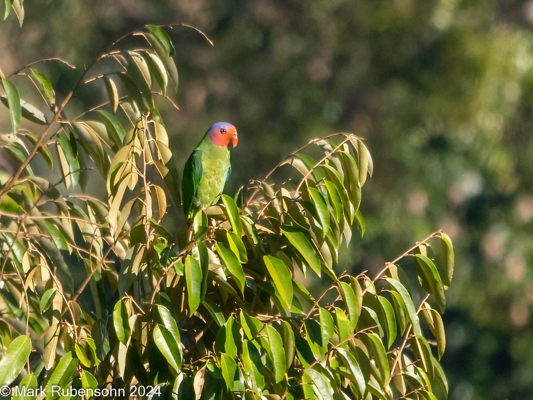 Red-cheeked Parrot - Mark Rubensohn