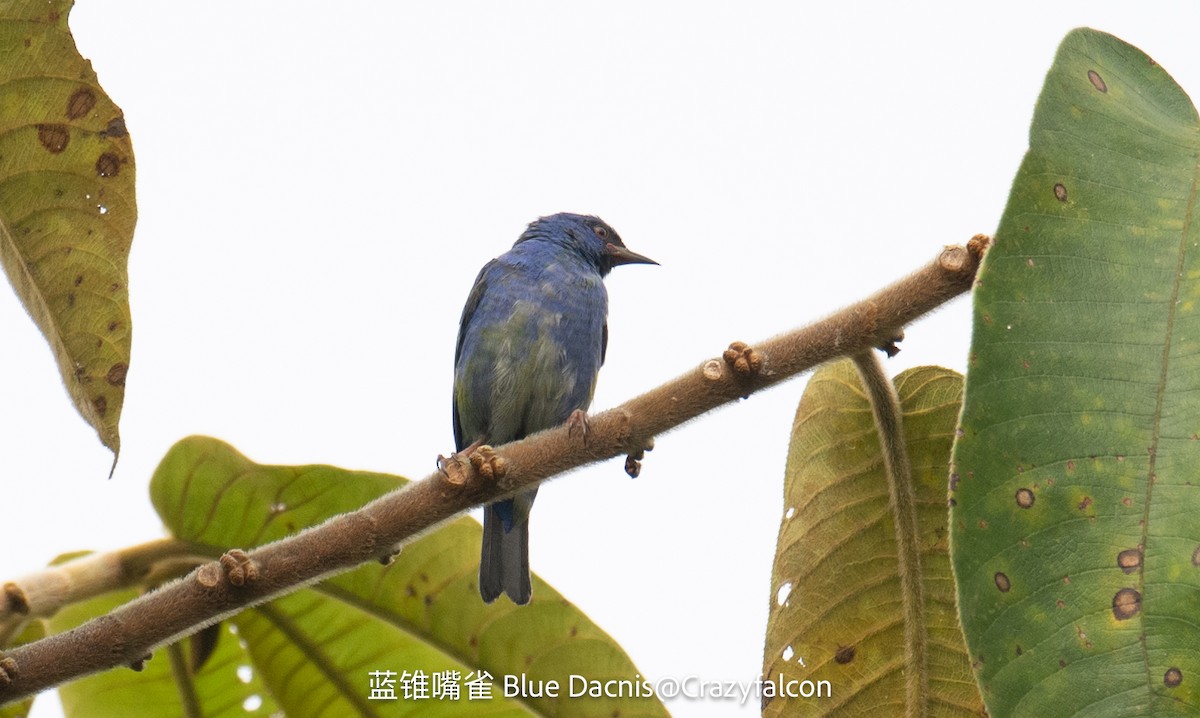 Blue Dacnis - ML623744307