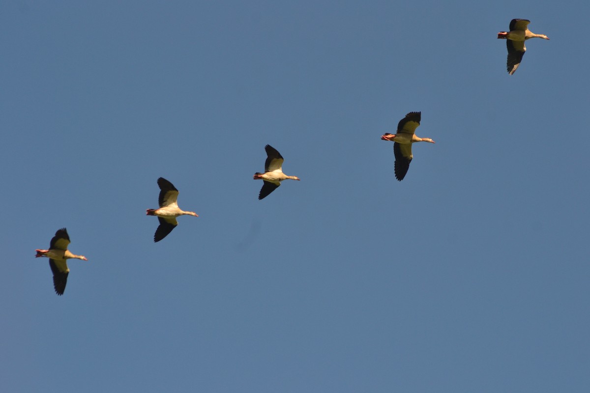 Egyptian Goose - ML623744342