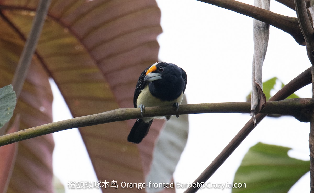 Orange-fronted Barbet - ML623744348