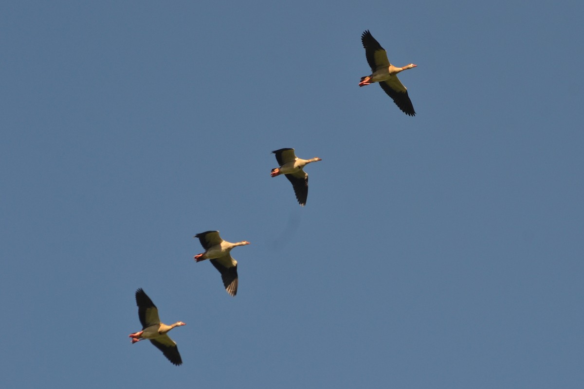 Egyptian Goose - ML623744350