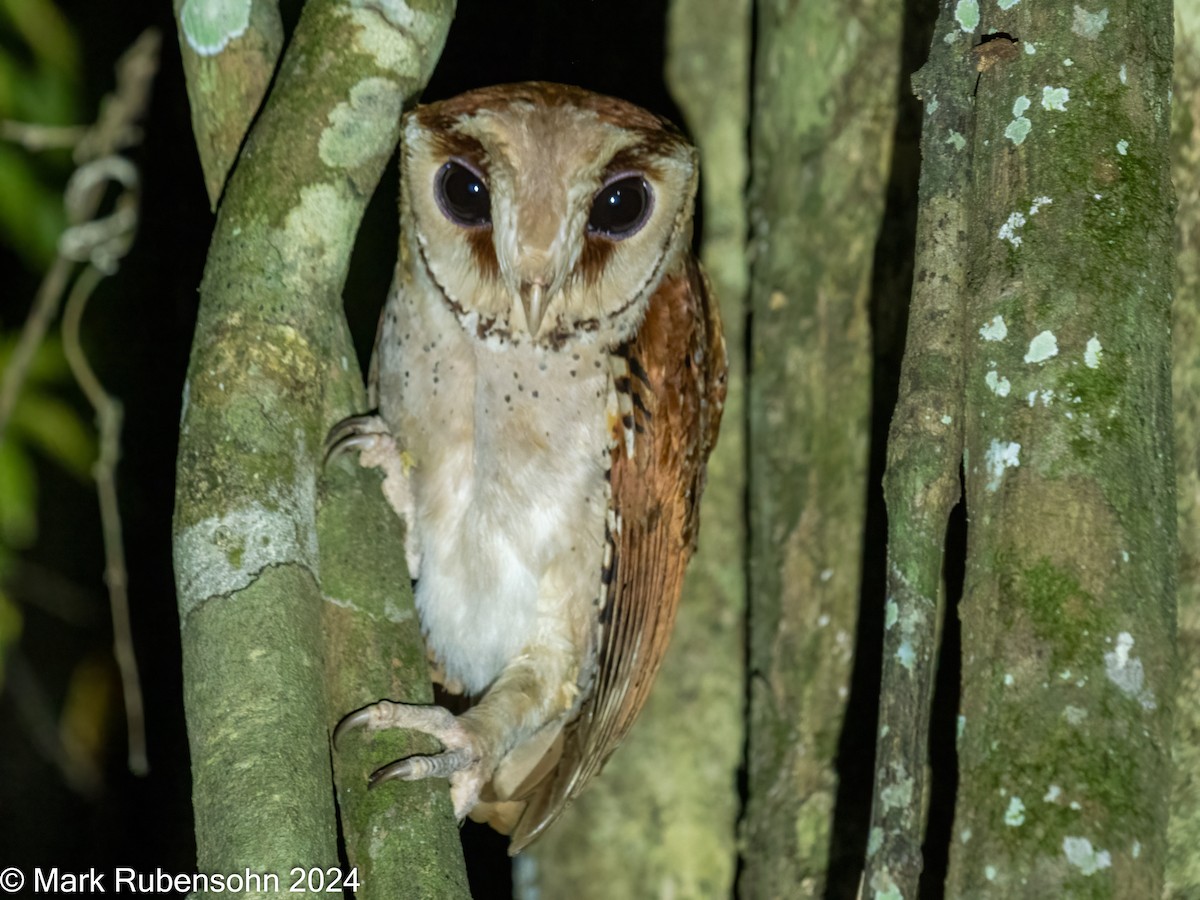 Oriental Bay-Owl - ML623744351