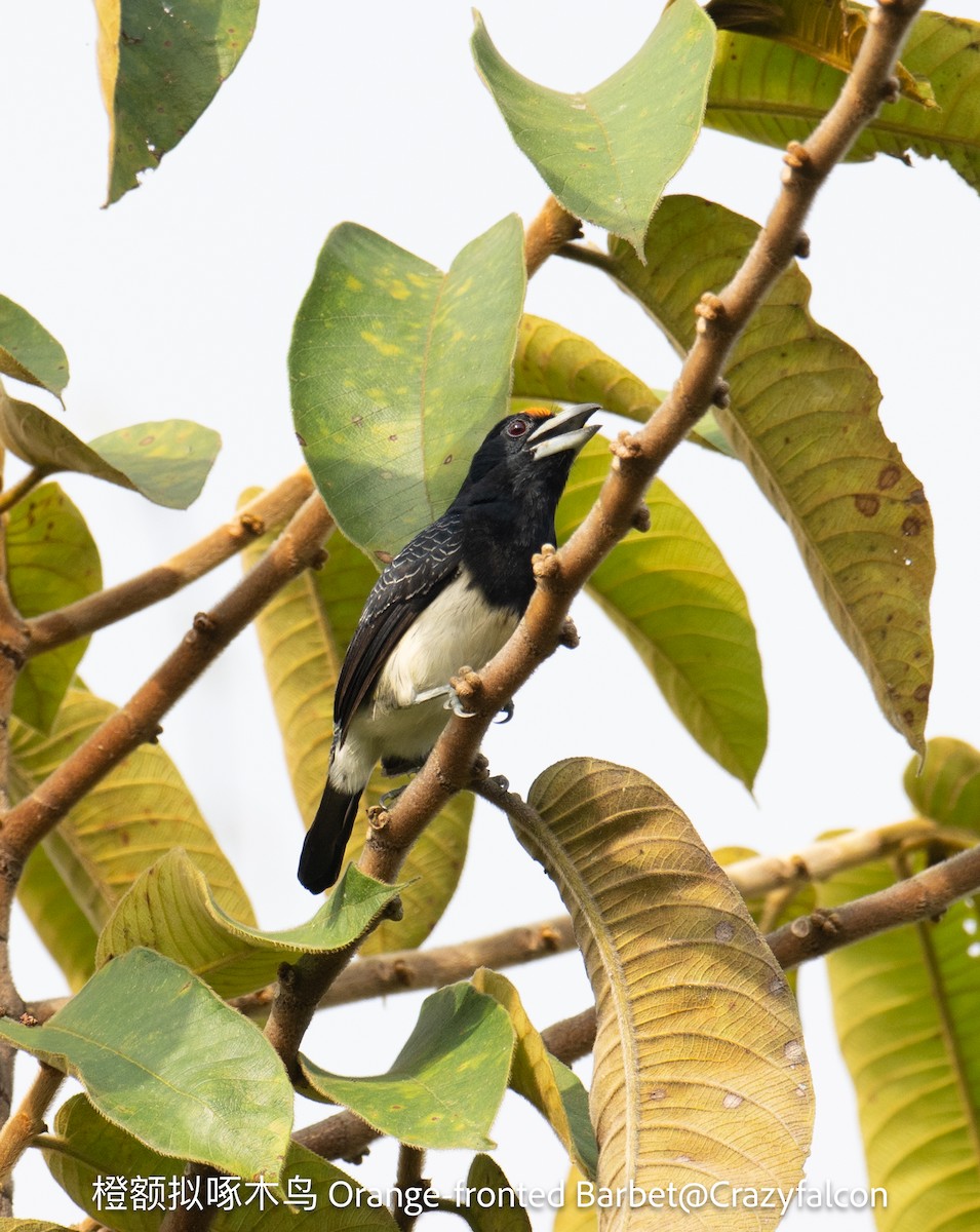 Orange-fronted Barbet - ML623744375