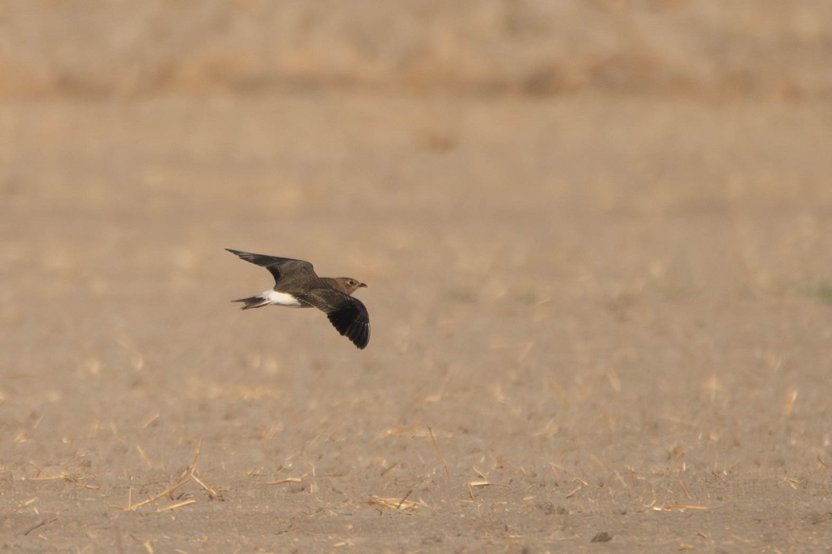 Black-winged Pratincole - ML623744395