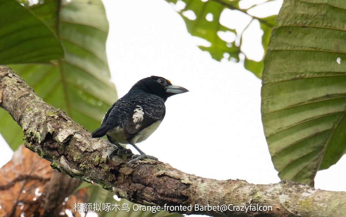 Orange-fronted Barbet - ML623744404