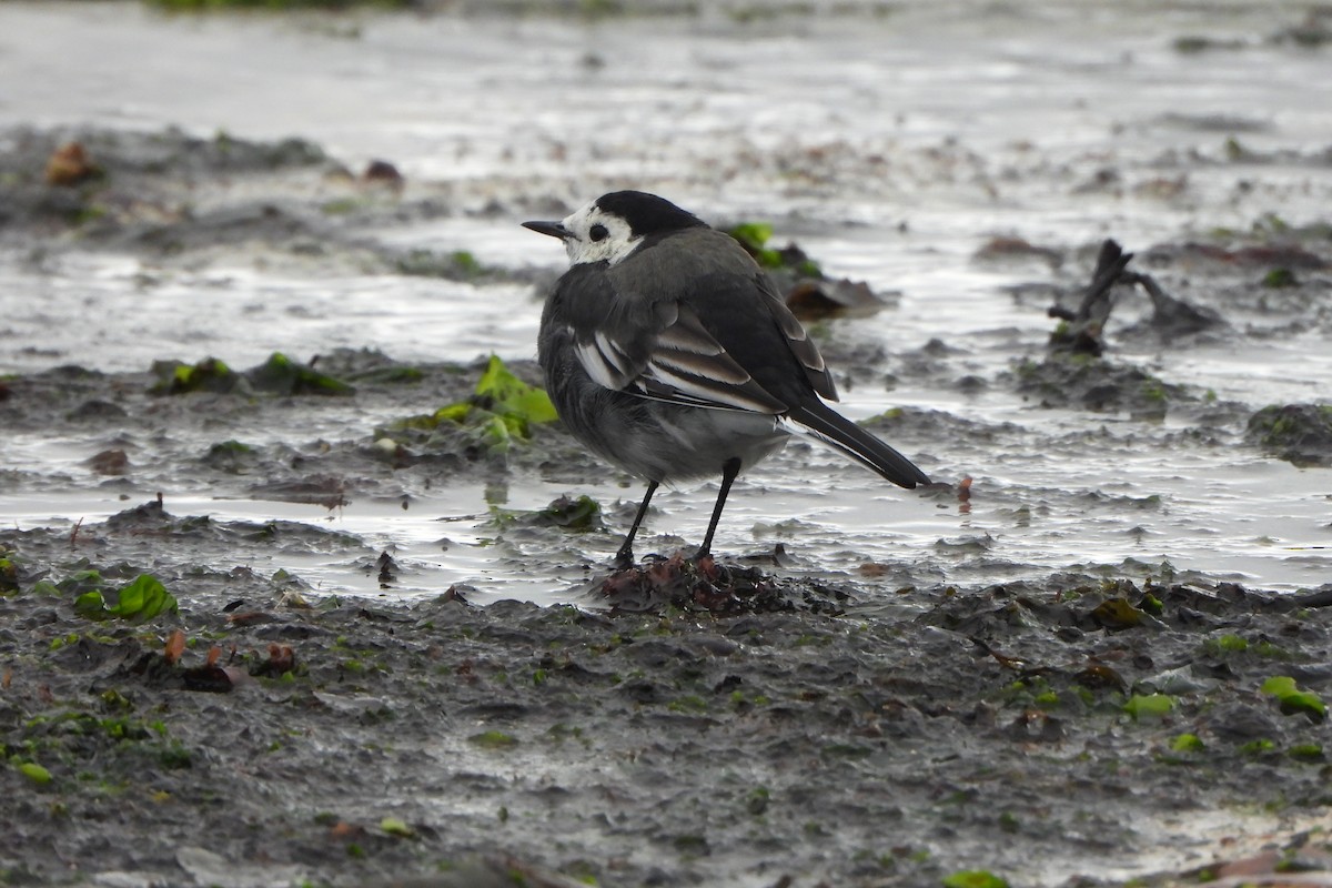 White Wagtail (British) - ML623744412