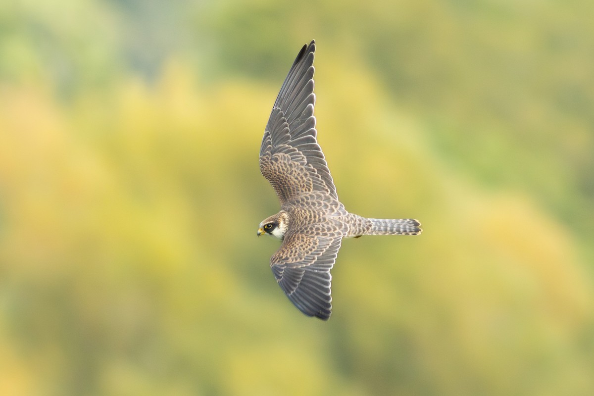 Red-footed Falcon - ML623744413