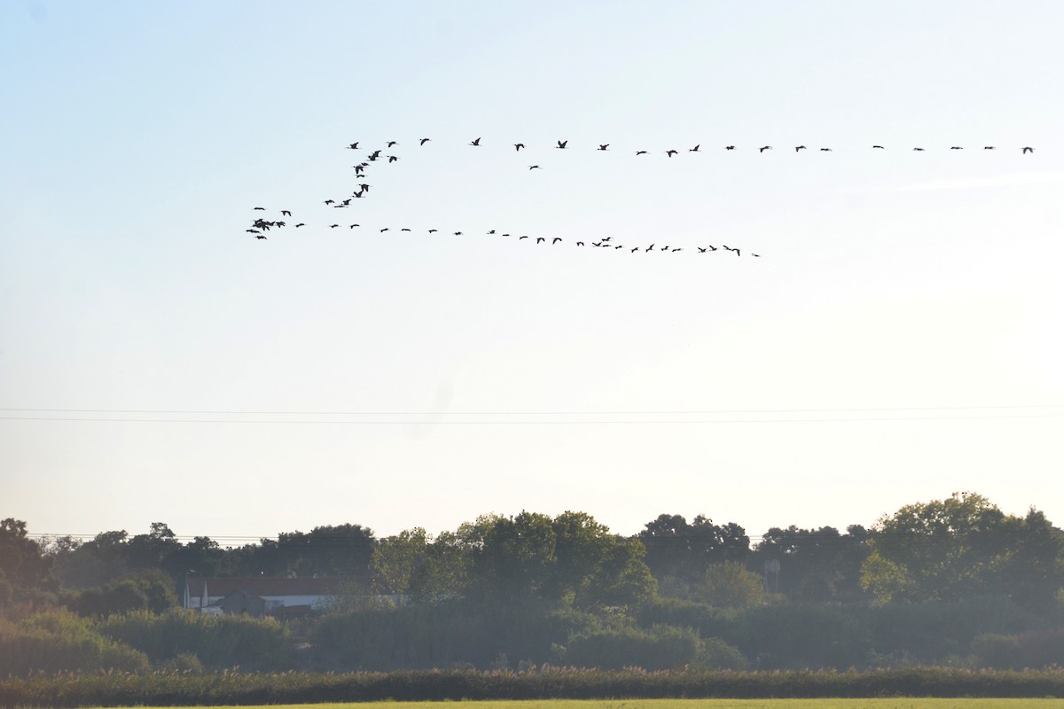 Glossy Ibis - ML623744418