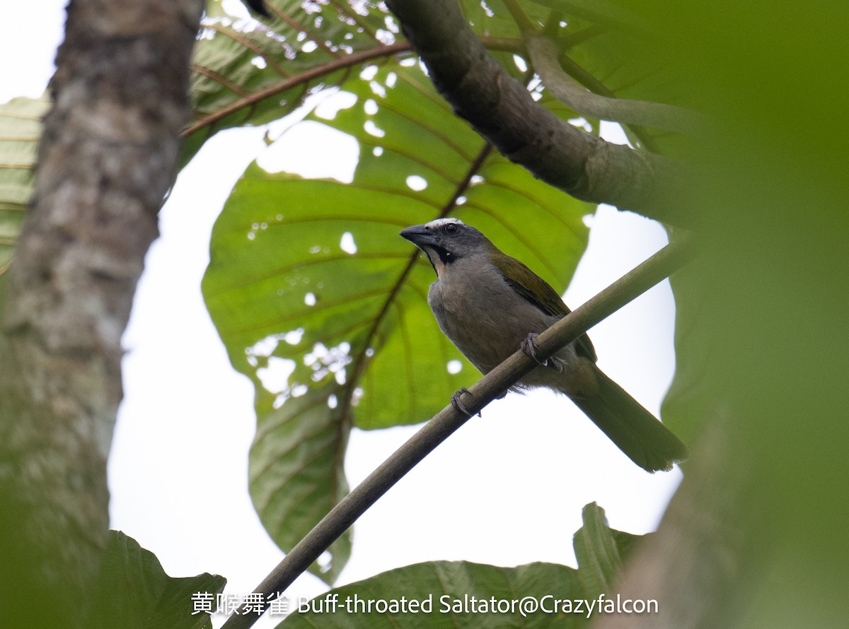 Buff-throated Saltator - ML623744476