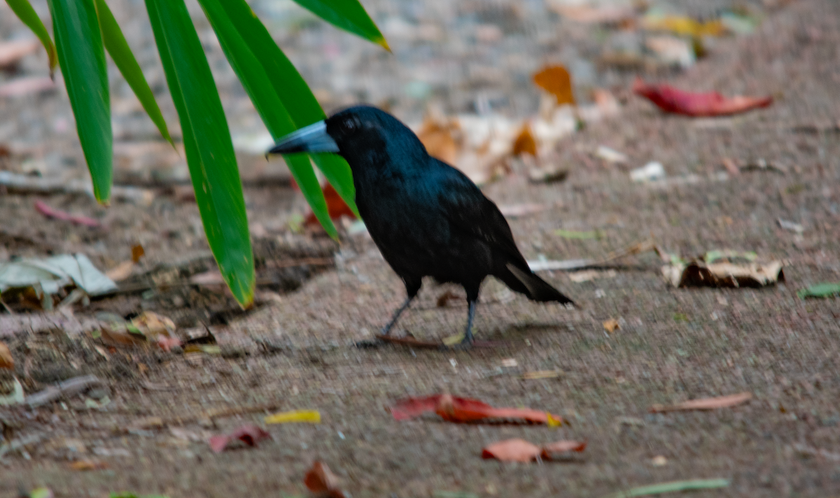 Black Butcherbird - Neil Roche-Kelly