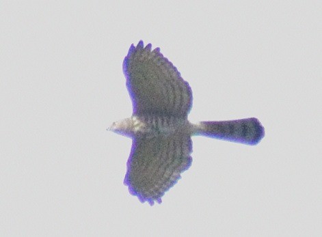 Accipiter sp. - Chris Bowden