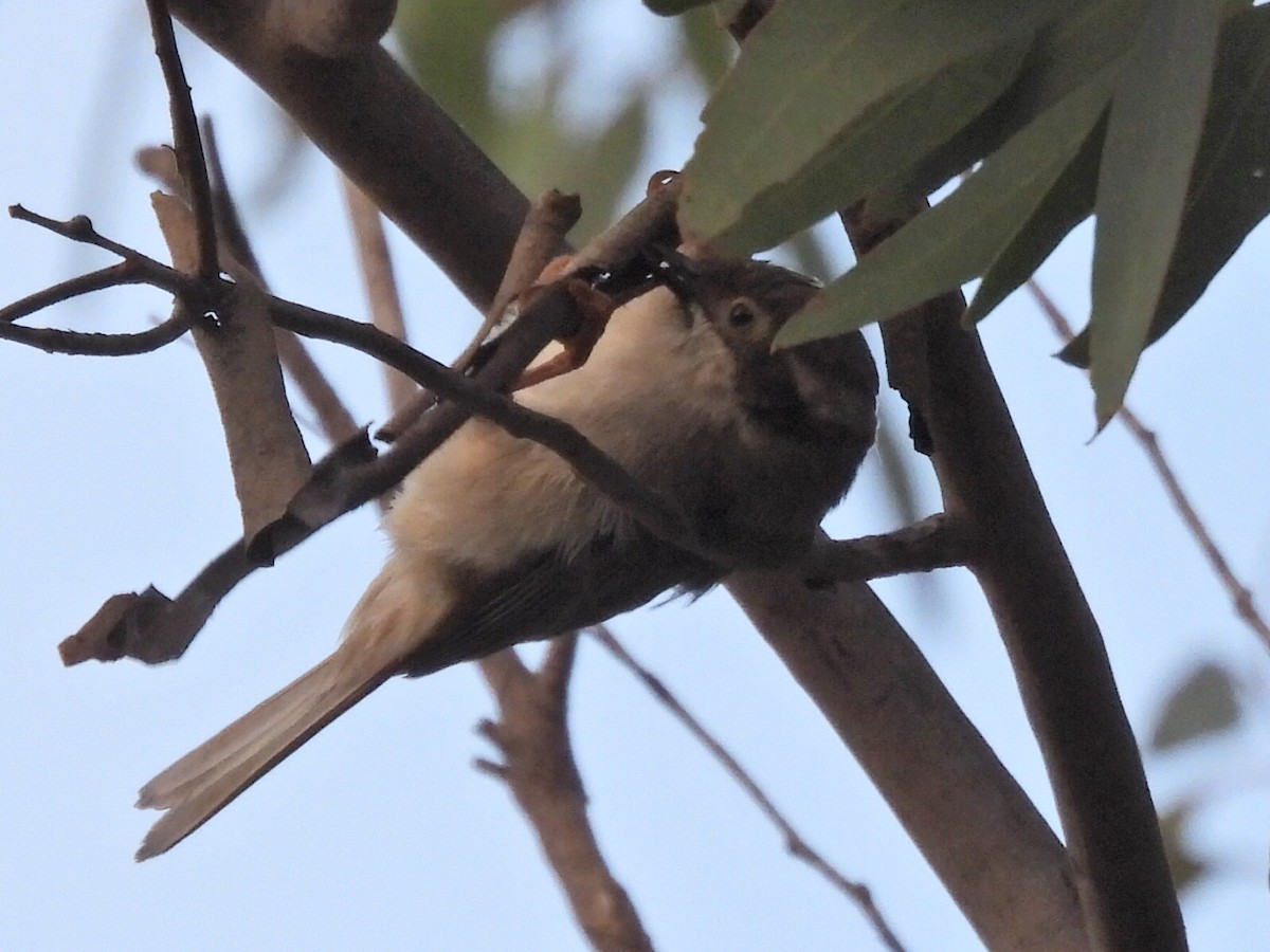 Brown-headed Honeyeater - ML623744492