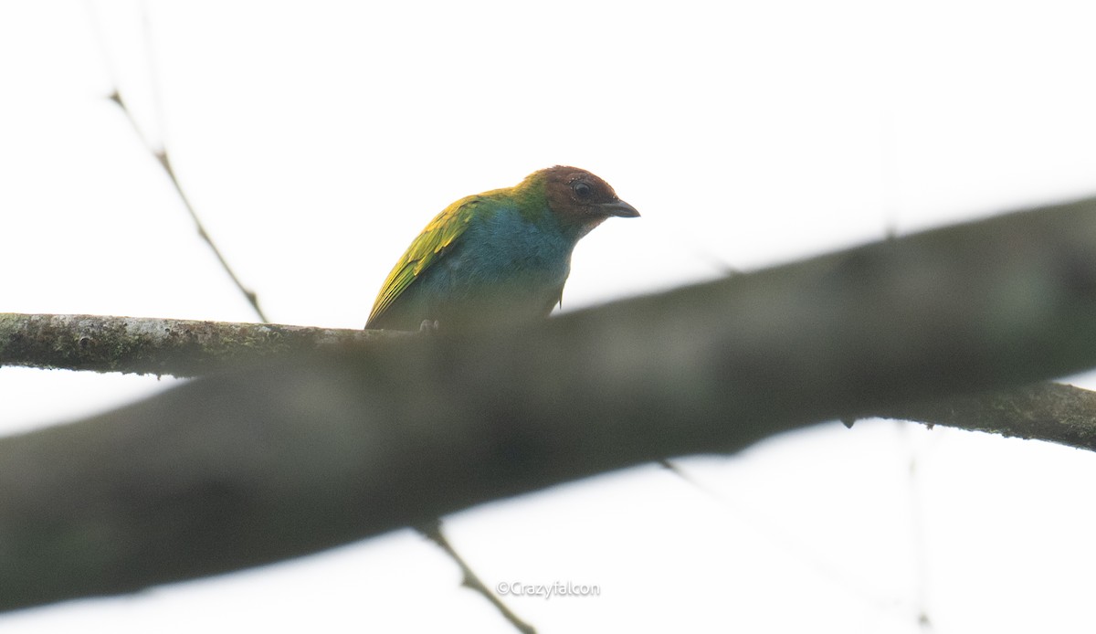 Blue Dacnis - ML623744514