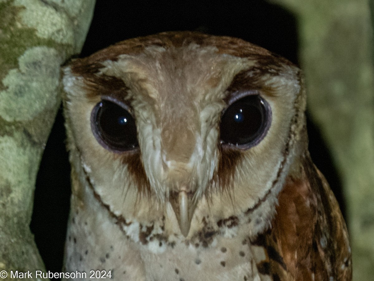 Oriental Bay-Owl - ML623744517