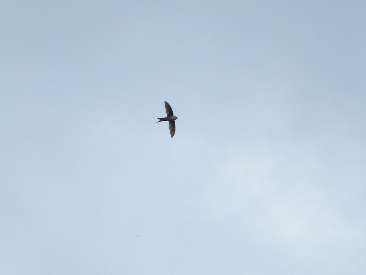 Malagasy Palm Swift (Madagascar) - ML623744539