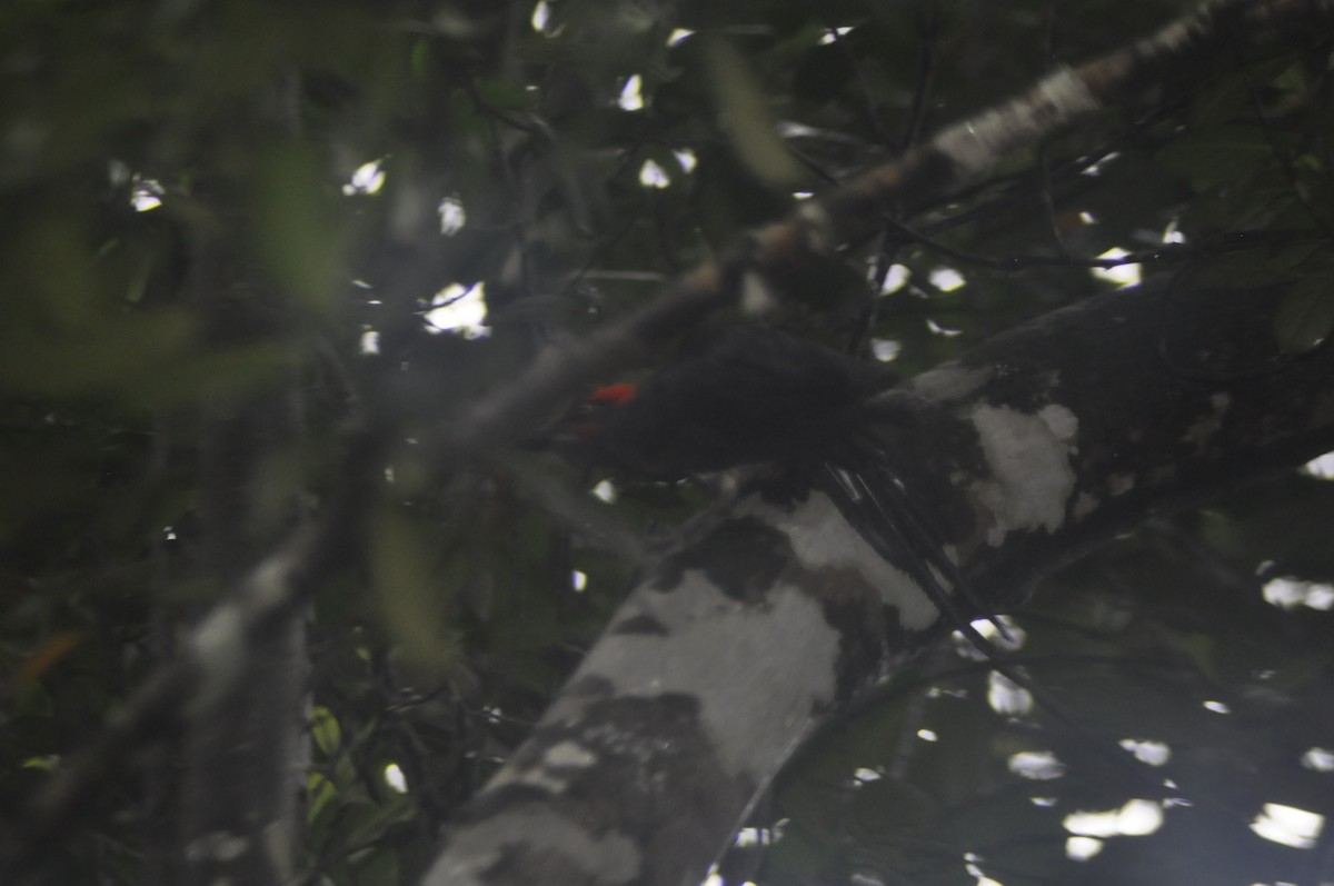 White-bellied Woodpecker - ML623744543