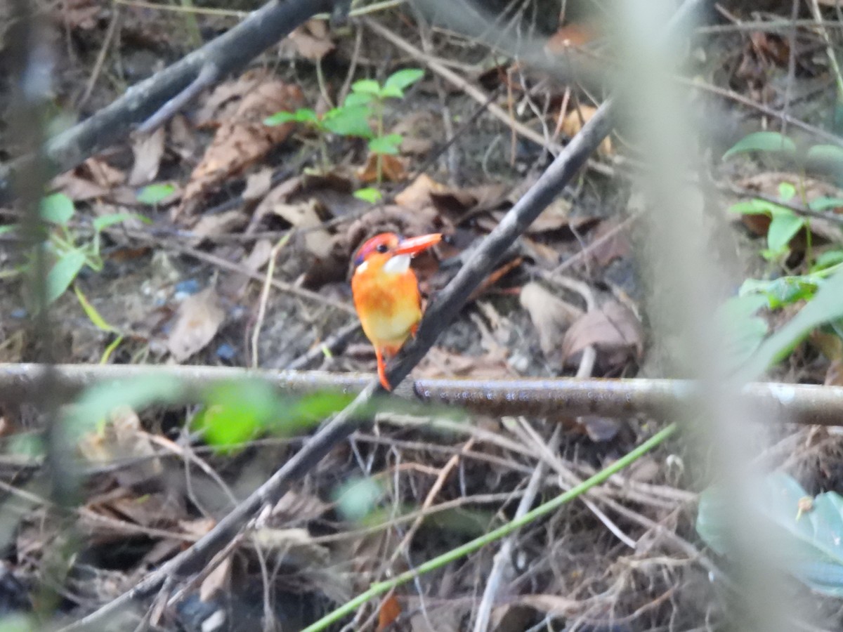 Black-backed Dwarf-Kingfisher - ML623744544