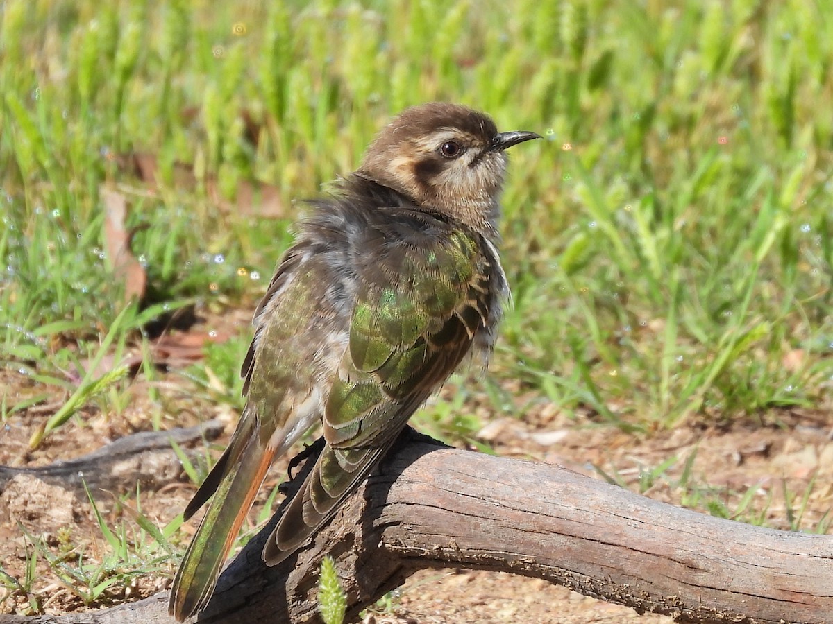 Horsfield's Bronze-Cuckoo - ML623744556