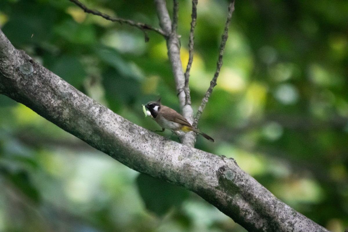 Himalayan Bulbul - ML623744557