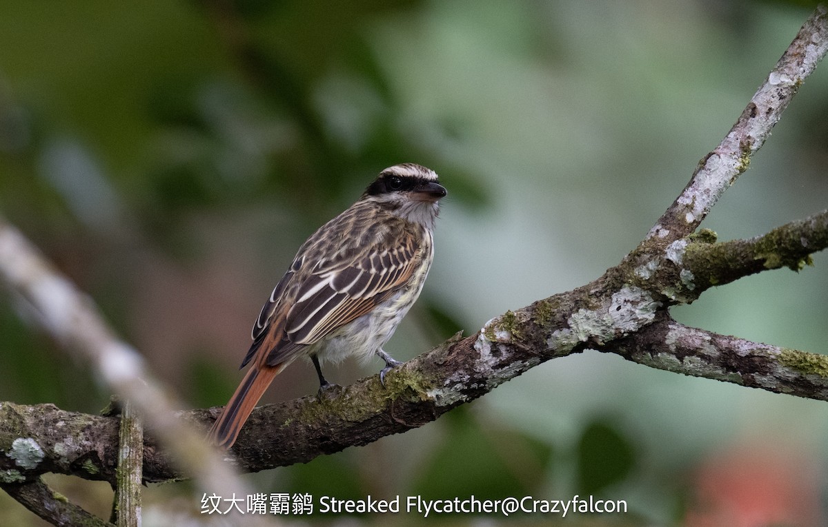 Streaked Flycatcher - ML623744565