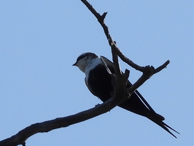 White-backed Swallow - ML623744576