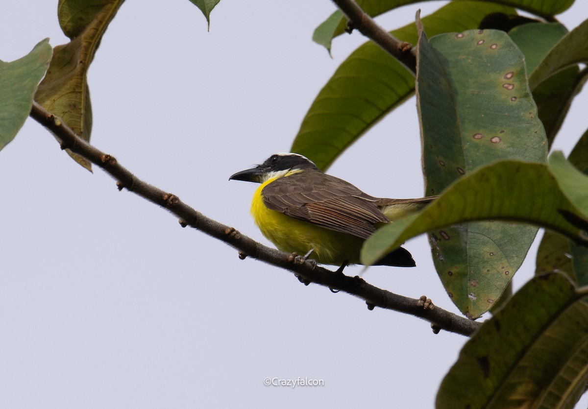 Boat-billed Flycatcher - ML623744582