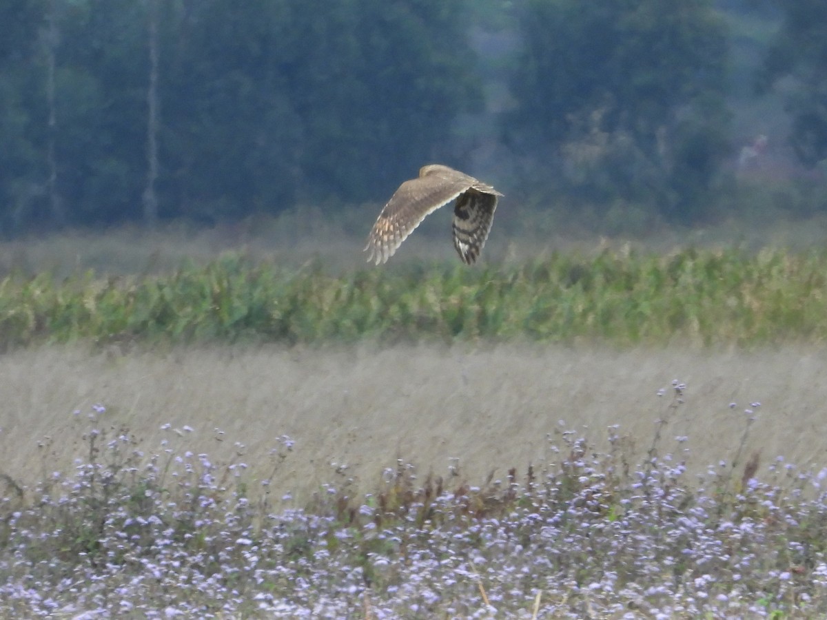 Hibou du Cap - ML623744591