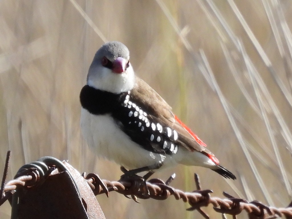 Diamond Firetail - ML623744595