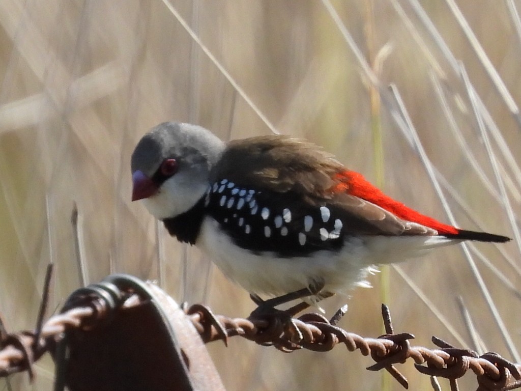 Diamond Firetail - ML623744597