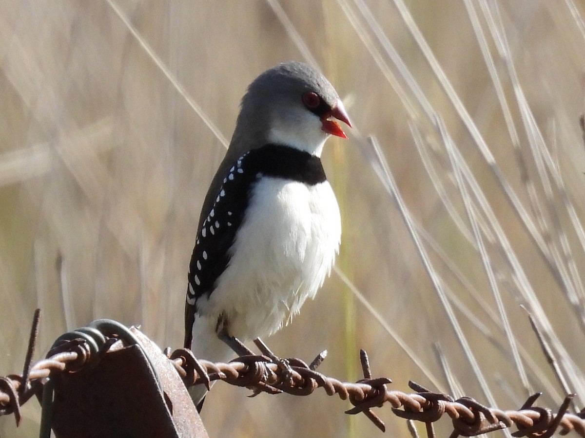 Diamond Firetail - ML623744598