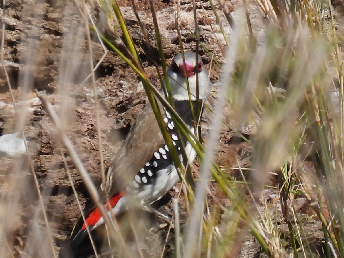 Diamond Firetail - Scott Fox