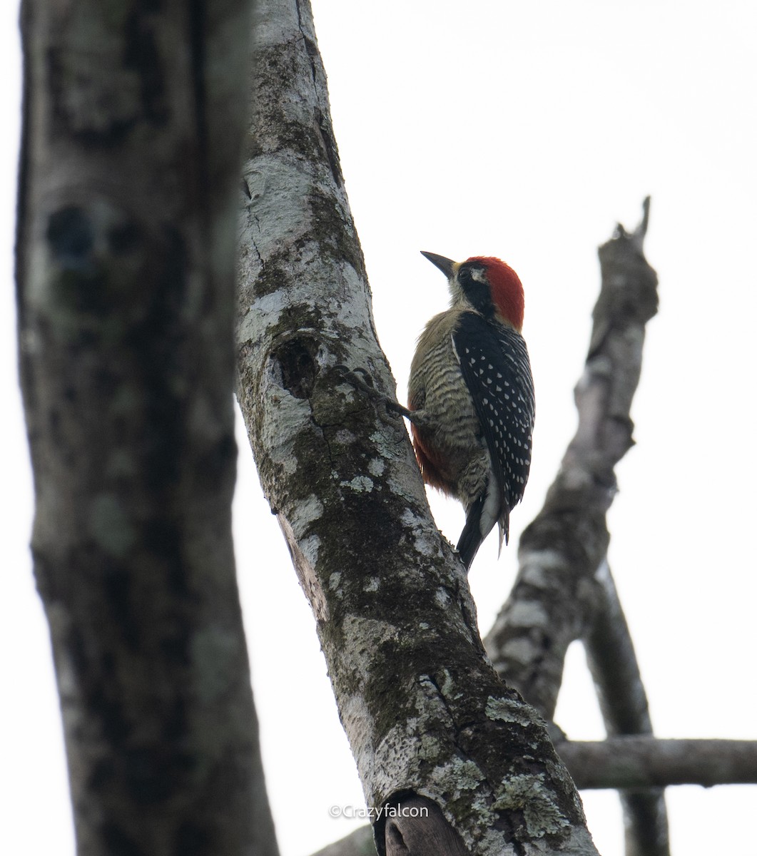 Black-cheeked Woodpecker - ML623744626