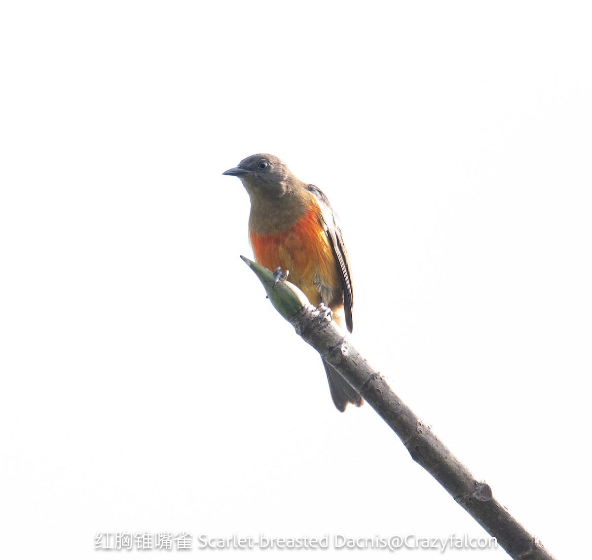 Scarlet-breasted Dacnis - Qiang Zeng