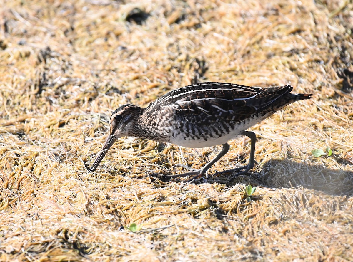 Wilson's Snipe - Kathy Marche