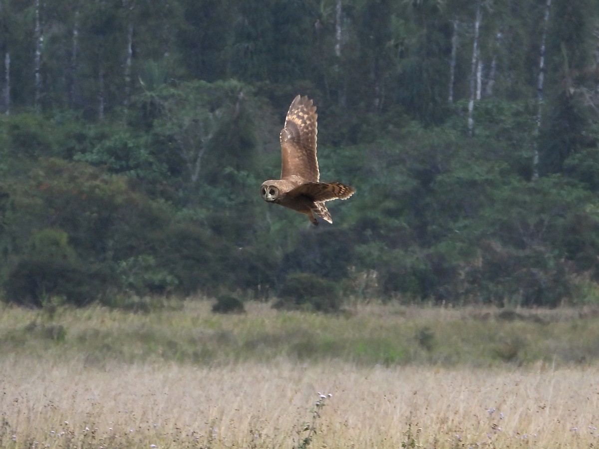 Hibou du Cap - ML623744721