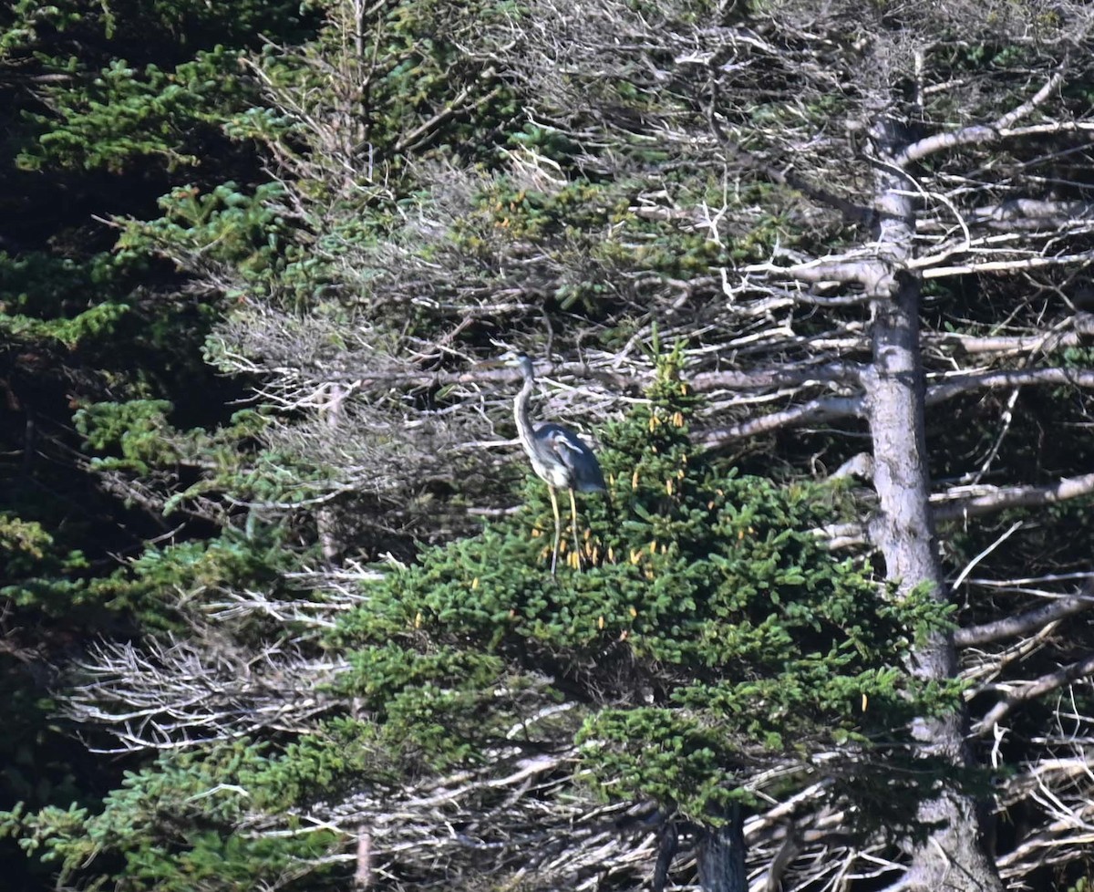 Great Blue Heron - Kathy Marche