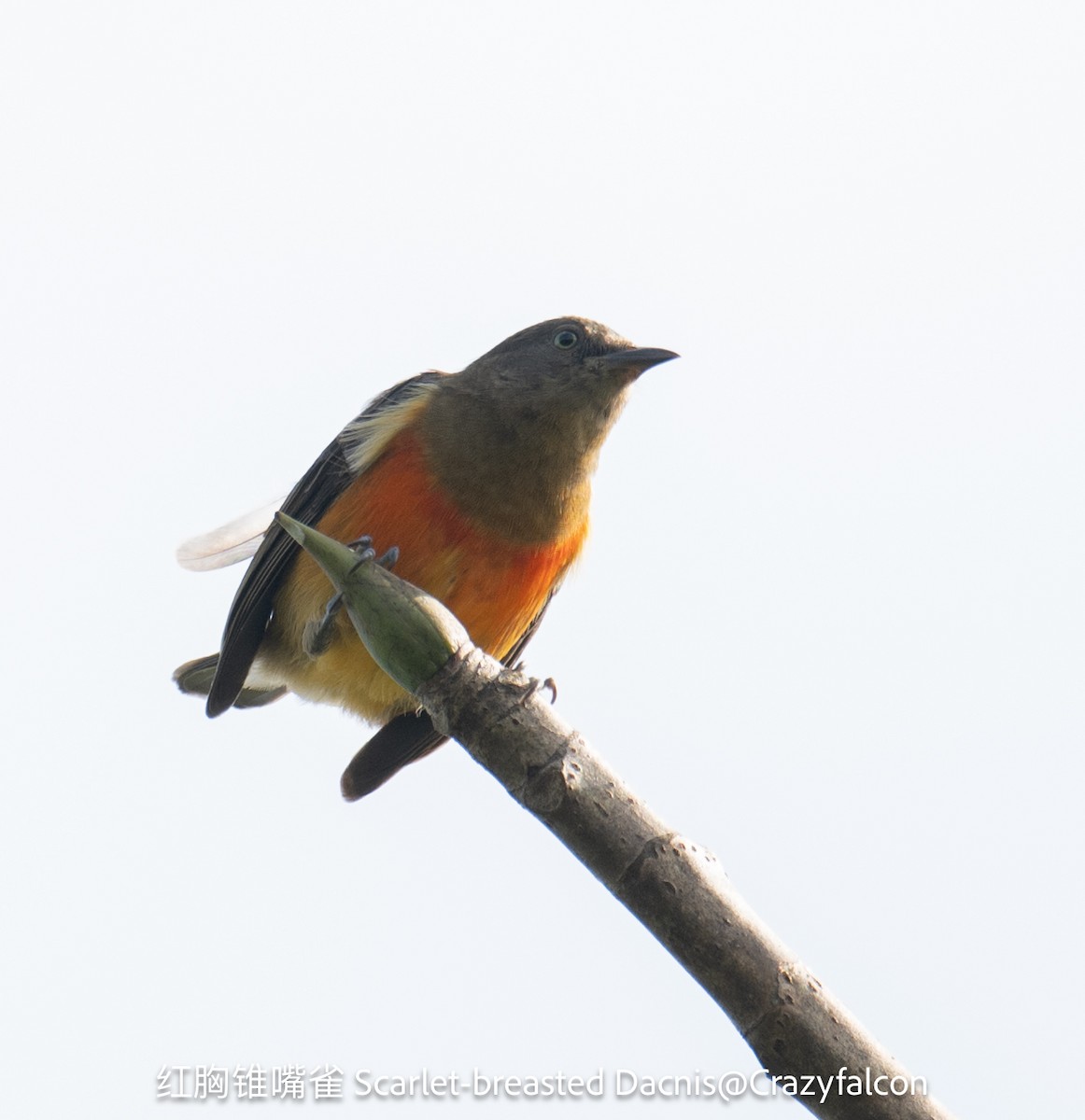 Scarlet-breasted Dacnis - ML623744737